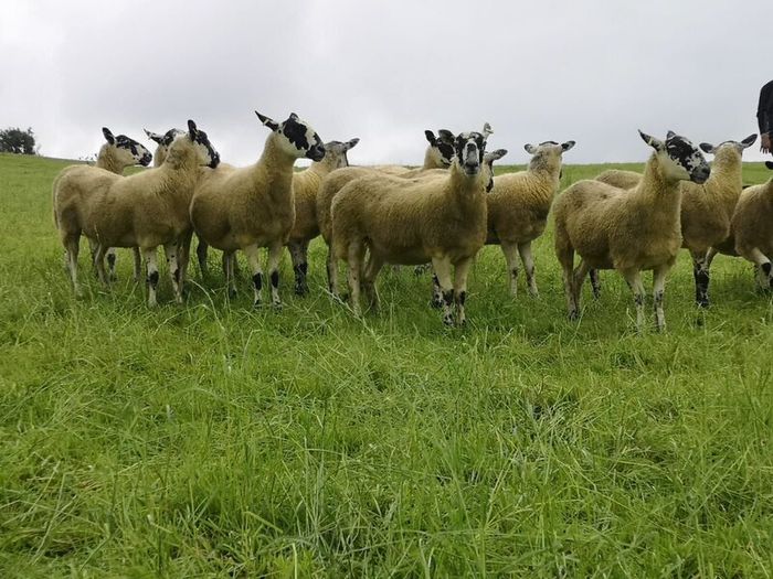 24 Scotch Mule Hogget Ewes