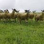 24 Scotch Mule Hogget Ewes Image 6