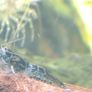 Fish Tank Neocaridina Shrimps Image 2