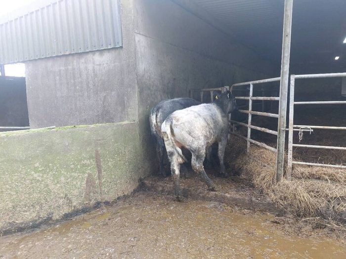SUPER organic Heifers for Drumshanbo organic sale