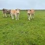 Organic Charolais breeding heifers Image 6
