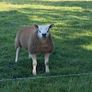Texel Rams Image 3
