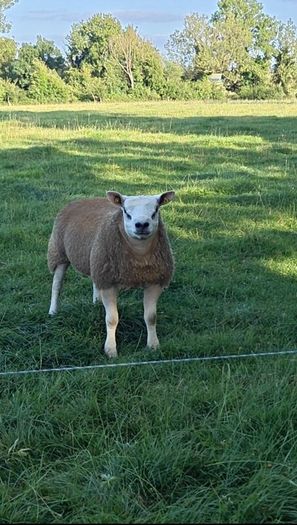 Texel Rams