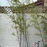 bamboo tree Image 6
