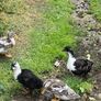 Ducks Image 6