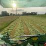Top quality Hay Image 7