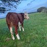Heifers Image 4