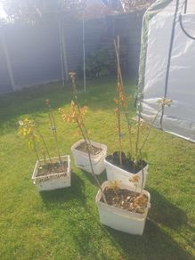 Oak Trees