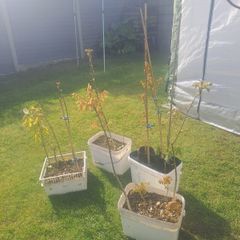 Oak Trees