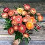 (S) Strawflower Everlasting Swiss Giant mixed seeds 1g (414482) Image 3