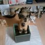 dog figurine Image 2