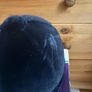 Charles Owen navy velvet hat Image 7