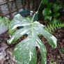 monstera thai constellation mature Image 2
