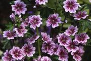 plants