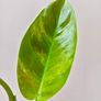 No.2 Philodendron Subhastatum Variegated Image 2