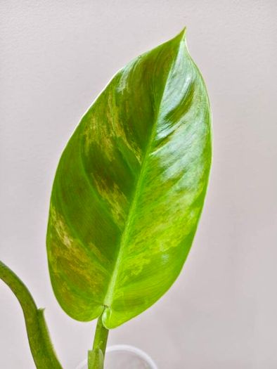 No.2 Philodendron Subhastatum Variegated
