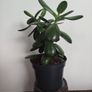 plant Image 3