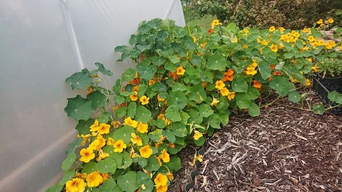 Nasturtium Seeds