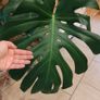 Monstera Deliciosa Plant Image 3