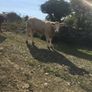 Breeding heifers Image 2