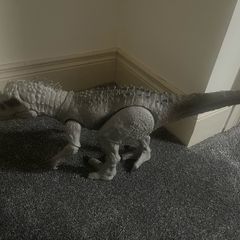 Indominus Rex