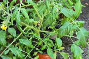 tomatoe plants