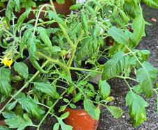 tomatoe plants