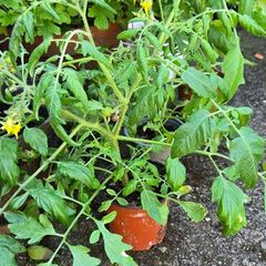 tomatoe plants