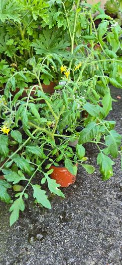 tomatoe plants