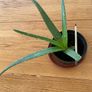 Aloe Vera plant Image 2