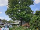 Cut down tree/Garden clearance Image 6