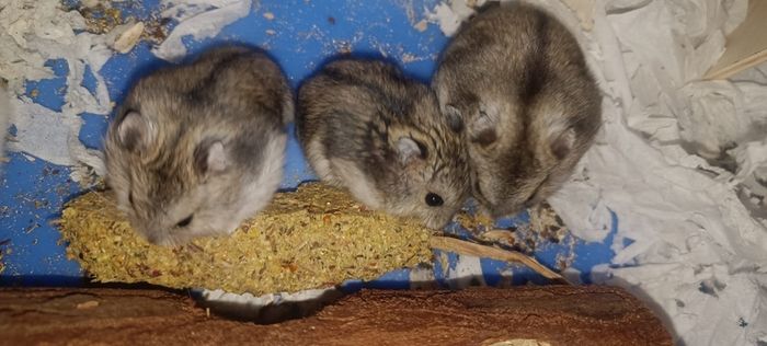 hamsters