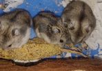 hamsters