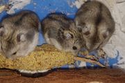 hamsters