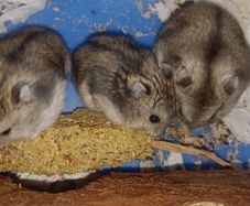 hamsters