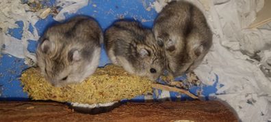 hamsters