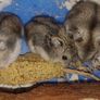 hamster Image 2