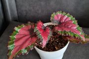 Begonia Rex