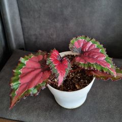 Begonia Rex