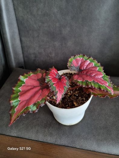 Begonia Rex