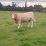 x20 heifers for sale at Ballymahon Mart Image 6