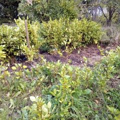 Hedging