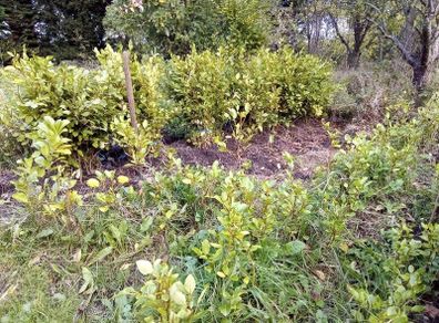 Hedging