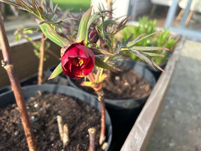 2 Peony Roses just about to flower