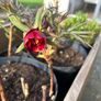 2 Peony Roses just about to flower Image 5
