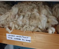 Collection of Sheep Wool Samples