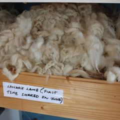 Collection of Sheep Wool Samples