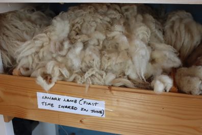 Collection of Sheep Wool Samples