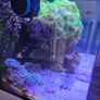 aqua one aquarium Image 4