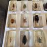 insects in resin Image 2